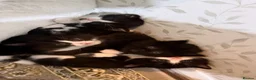 Ragdoll cats for sale: Black and white rag doll kittens  in Wigston - Advert 2