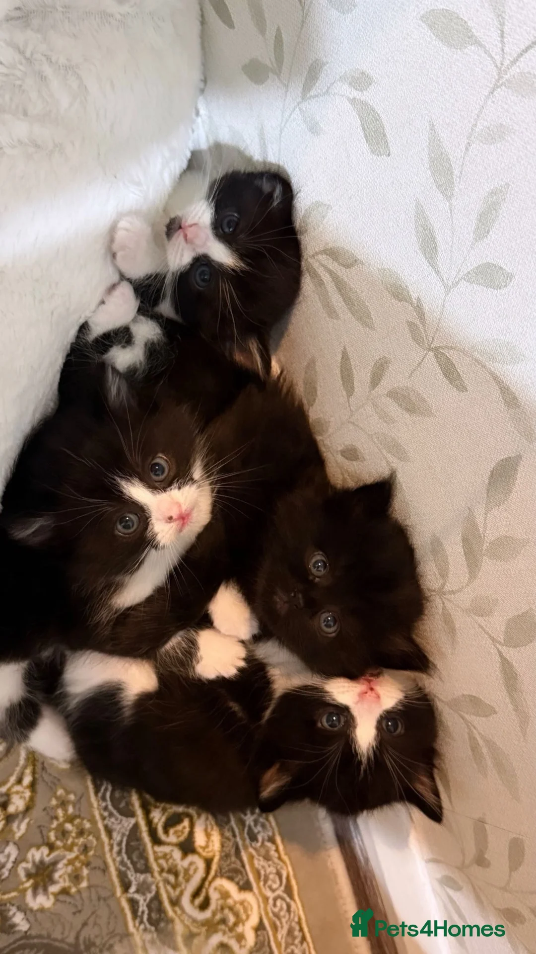Ragdoll cats for sale: Black and white rag doll kittens  in Wigston - Advert 2