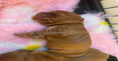 Cocker Spaniel dogs - Advert 11