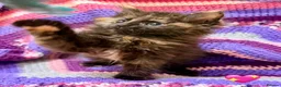 Mixed Breed cats for sale: 💖 MAINE COON X RAGDOLL *PARENTS HEALTH TESTED* 💖 - Advert 14