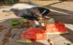 Mixed Breed rodents for sale: Gorgeous skunk - Image 1