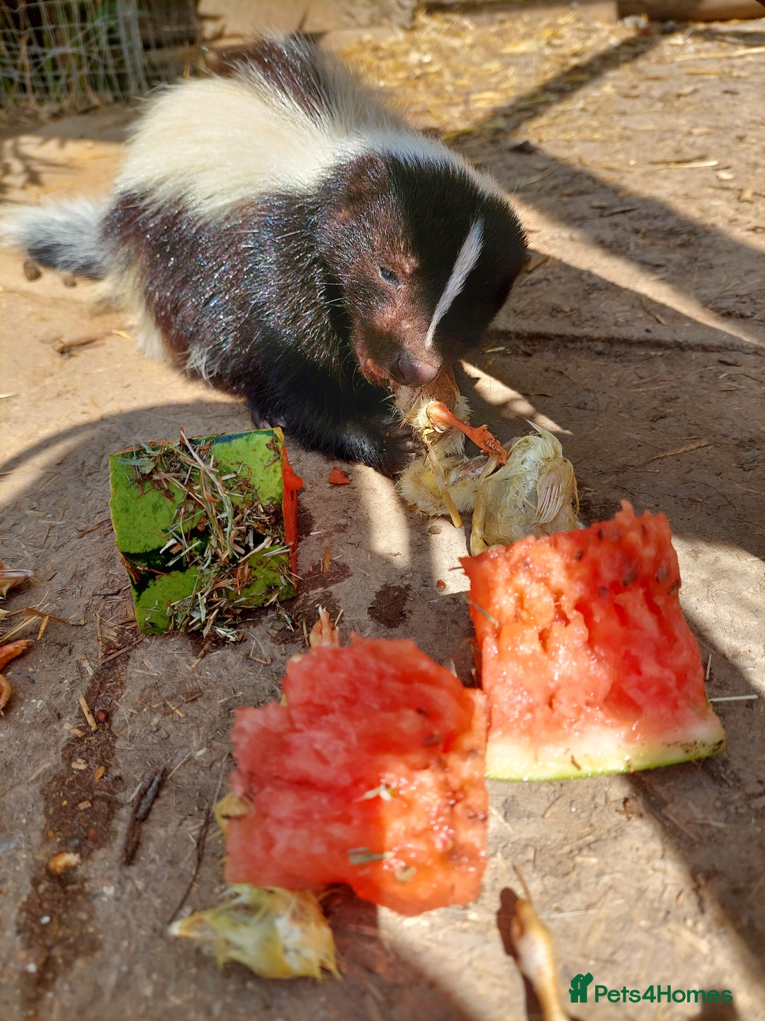 Mixed Breed rodents for sale: Gorgeous skunk - Image 1
