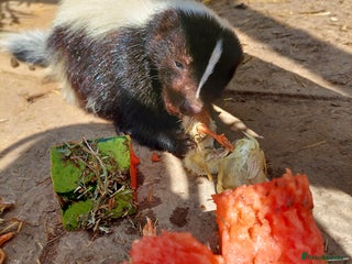 Mixed Breed rodents - Advert 1