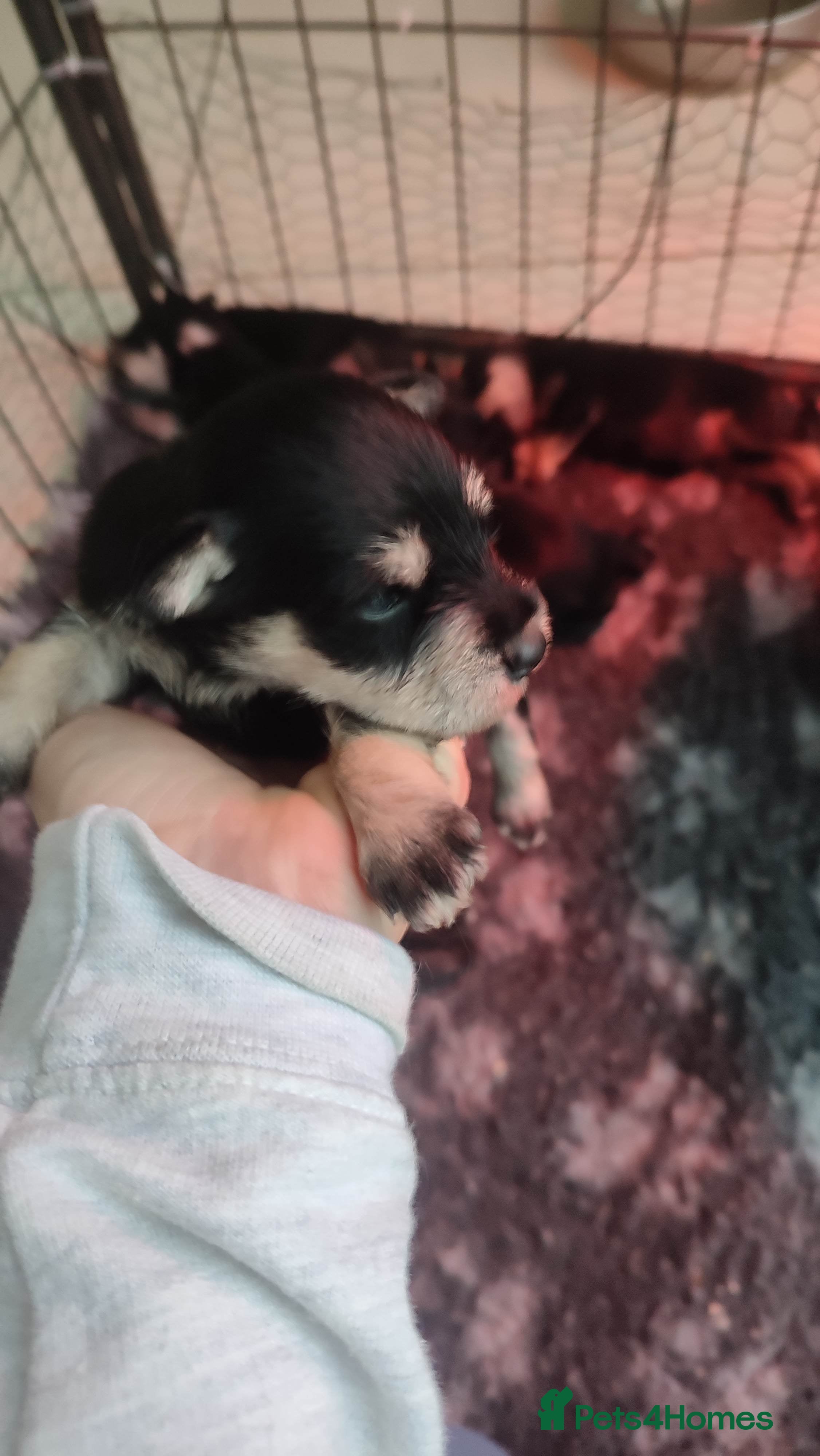 Miniature Schnauzer dogs Fully health tested and KC registered  - Advert 1