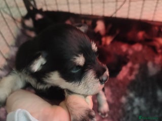 Miniature Schnauzer dogs Fully health tested and KC registered - Advert 4