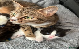 Bengal cats for sale: 5 month old tabby - Image 7