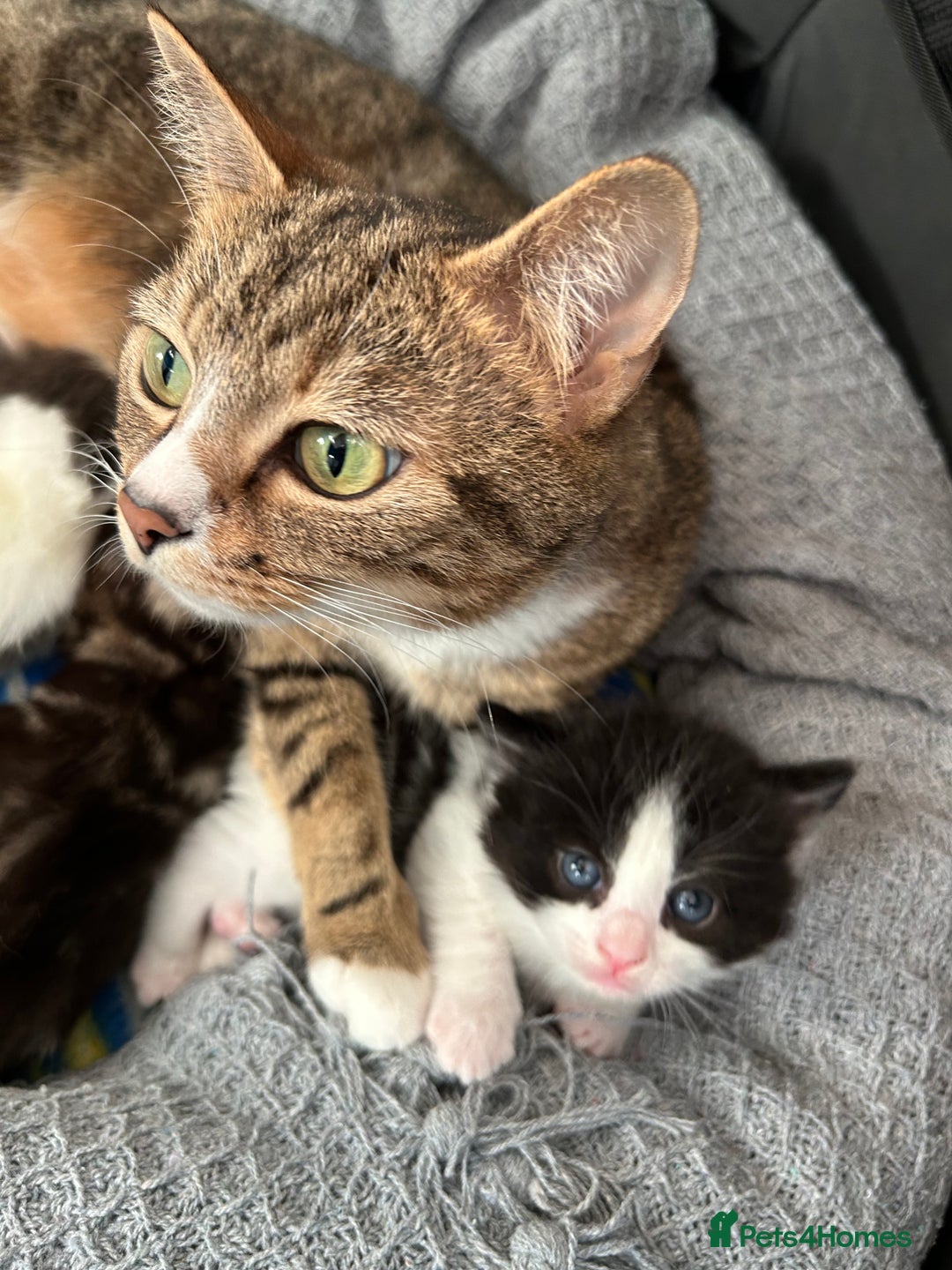 Bengal cats for sale: 5 month old tabby - Image 7
