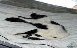 Mixed Breed cats for sale: 10 Month Old Male Kitten - Otis - Image 3