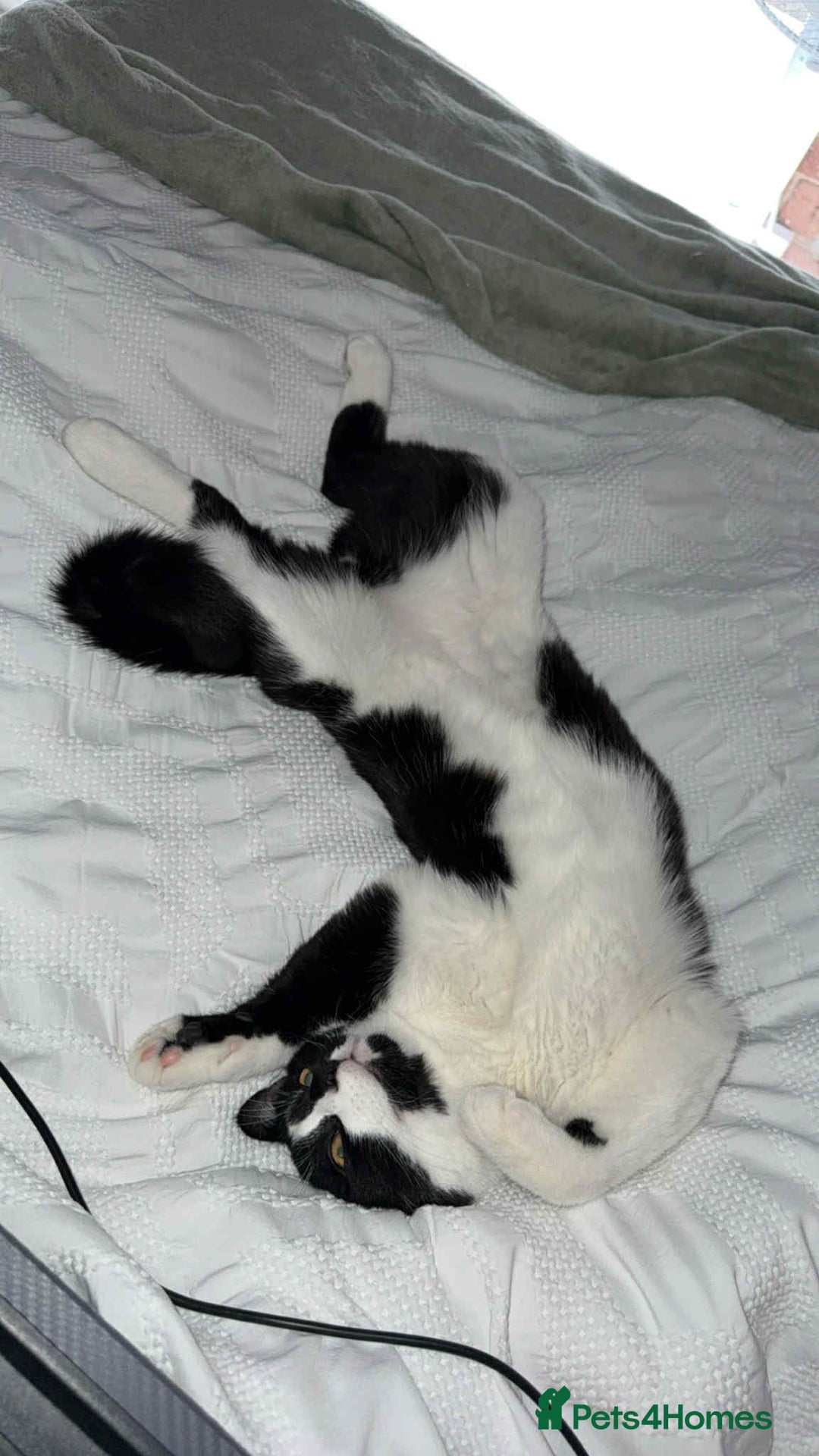 Mixed Breed cats for sale: 10 Month Old Male Kitten - Otis - Image 3