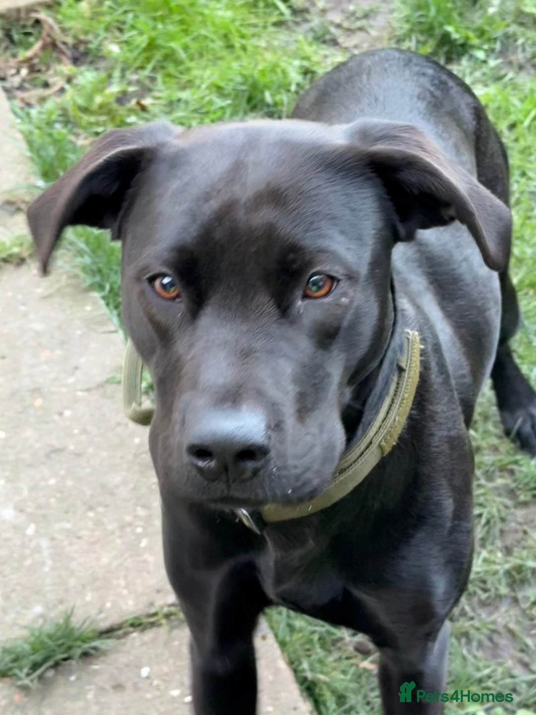 Mixed Breed dogs for sale: Mastador - Image 2