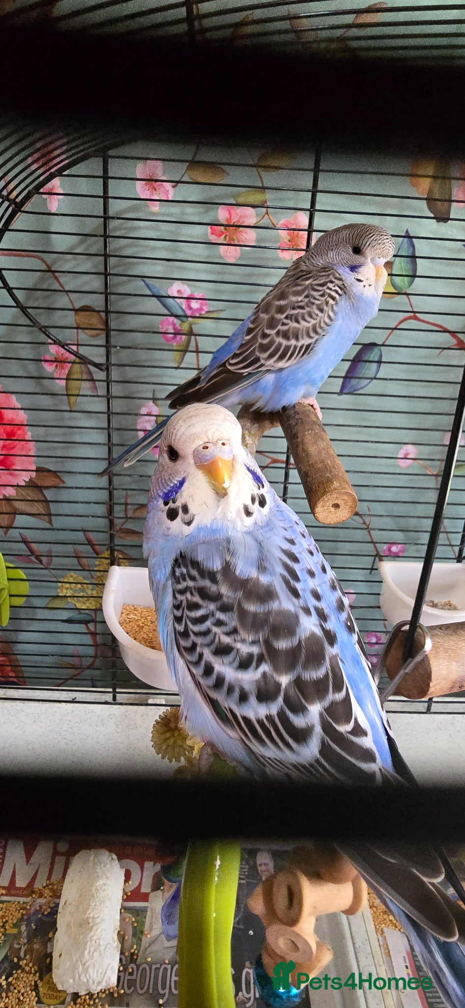 Budgerigars birds Gorgeous Baby Budgies - Advert 2