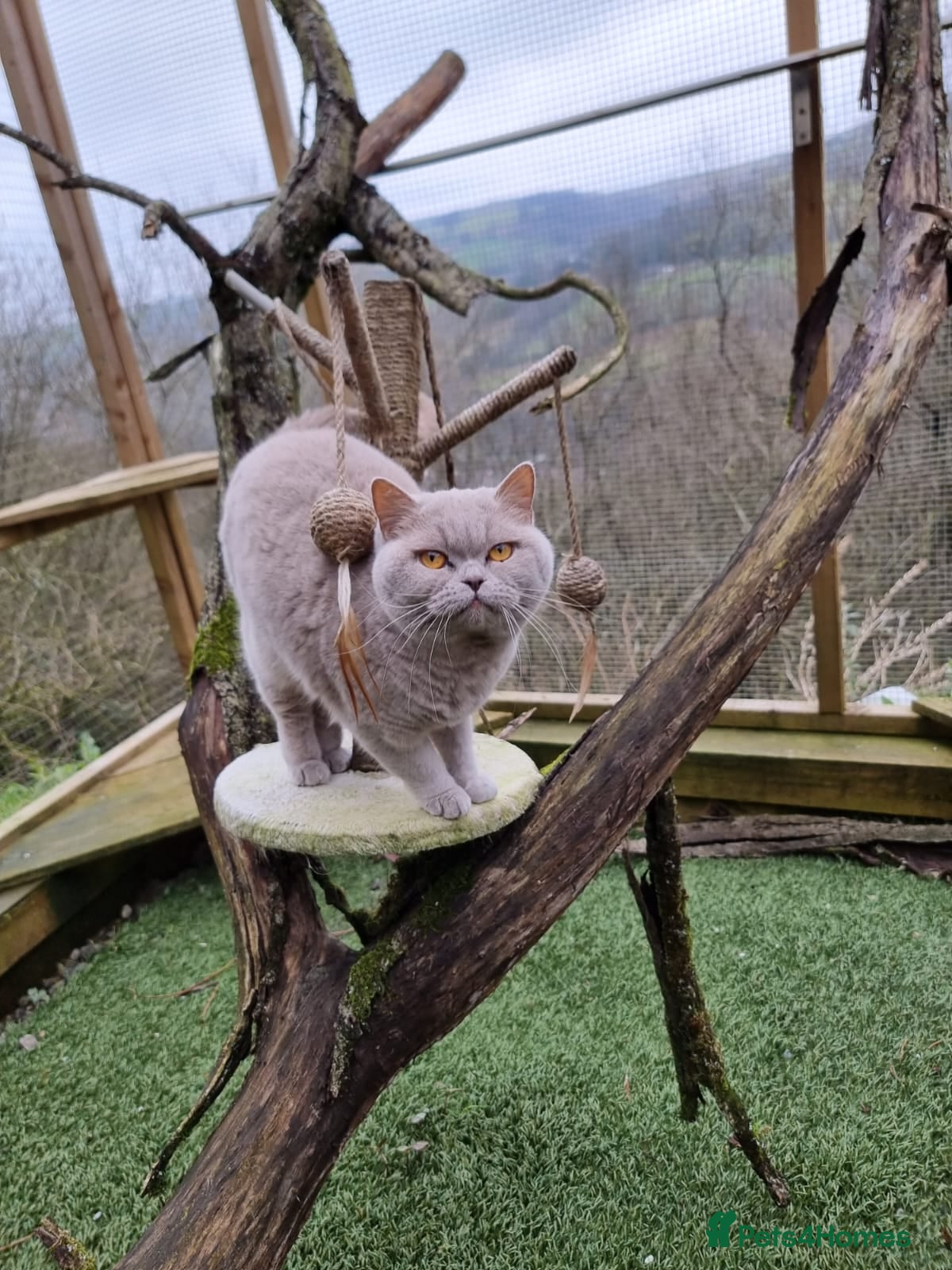 British Shorthair cats RONNIE LILAC BSH FOR STUD CHAMPION BLOODLINES 🏆  in Merthyr Tydfil - Advert 1