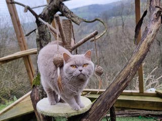 British Shorthair cats RONNIE LILAC BSH FOR STUD CHAMPION BLOODLINES 🏆 in Merthyr Tydfil - Advert 3