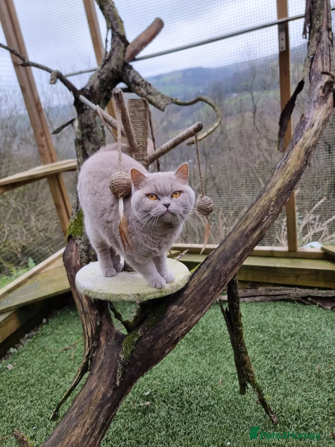 British Shorthair cats for stud: GCCF RONNIE LILAC BSH FOR STUD CHAMPION BLOOD 🏆  - Advert 2