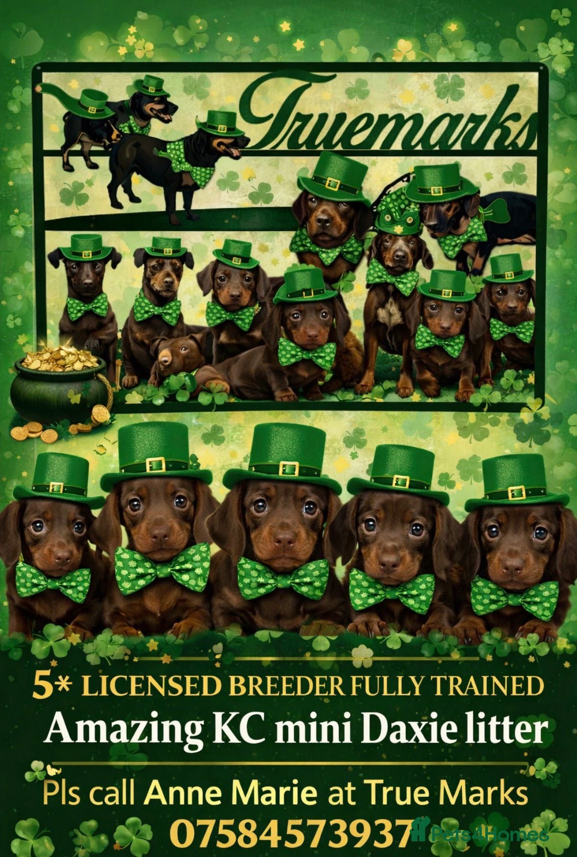 Miniature Dachshund dogs Kc smooth and long coated minature dachshund  - Advert 1