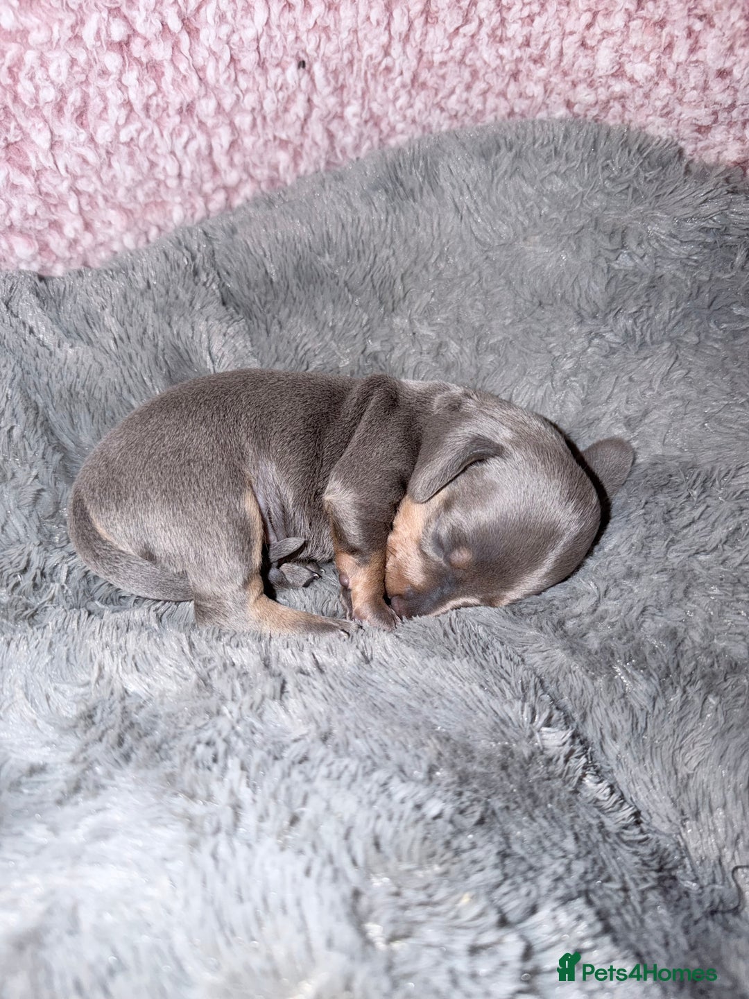 Miniature Dachshund dogs for sale: Stunning kc reg miniature dachshund puppies - Advert 11