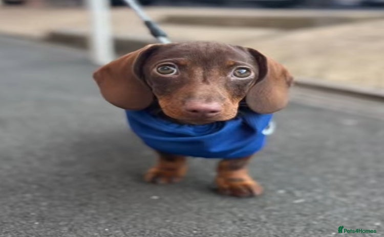 Dachshund dogs - Advert 2