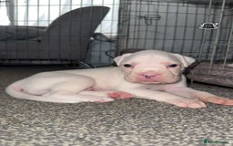 Boxer dogs for sale: Gorgeous KC Registered Boxer Pups - ONLY 3 LEFT - Image 6