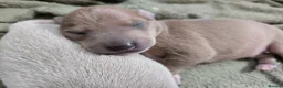 Italian Greyhound dogs for sale: 2 tiny KC registered Italian Greyhound boys - Advert 3