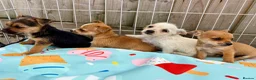 Mixed Breed dogs for sale: Jack Russell Cross Chorkie Puppies – Ready Now - Advert 13