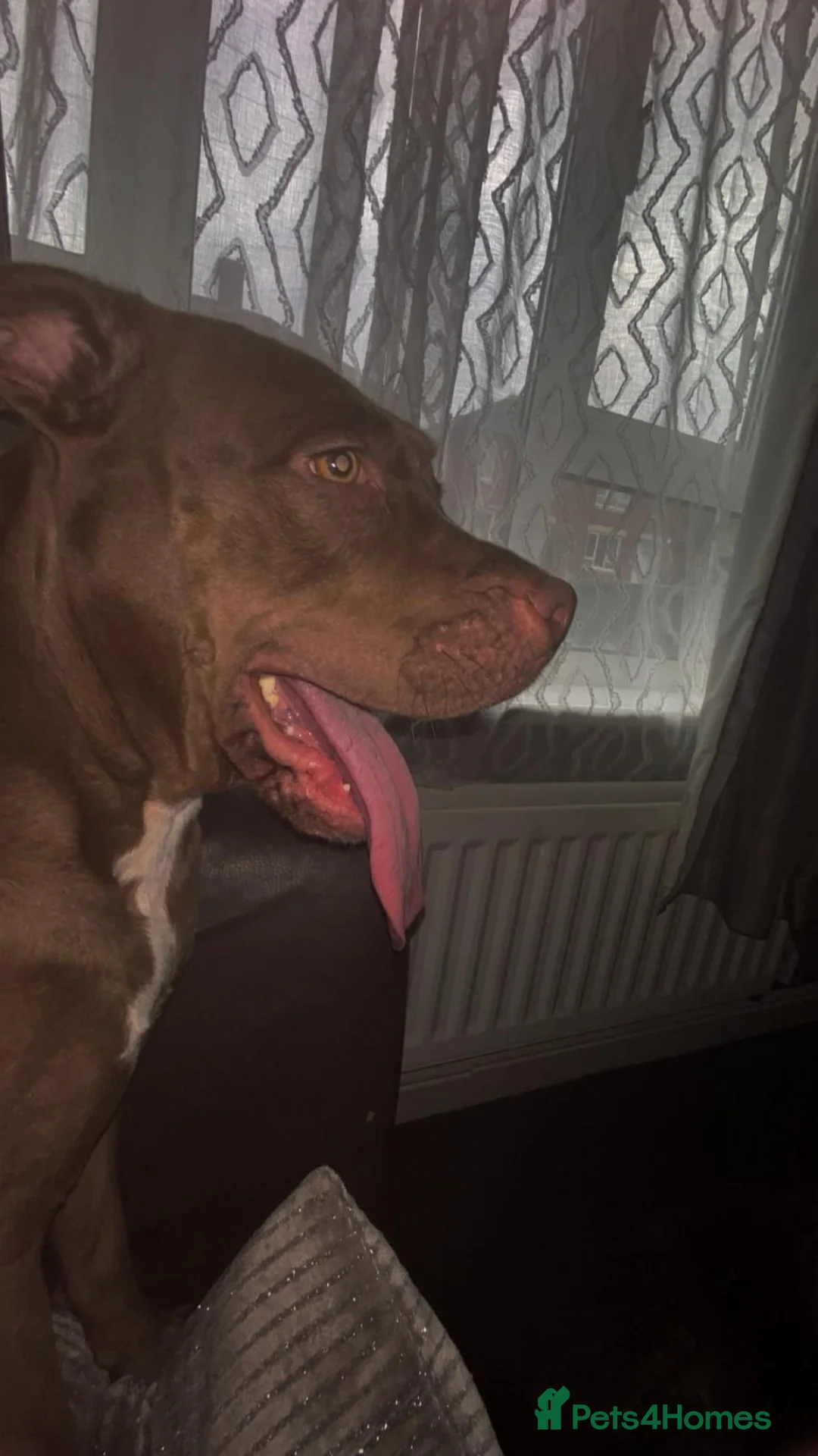 American Bully dogs for sale: Bully for rehome in Stoke-on-Trent - Advert 6