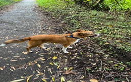 Welsh Collie dogs for sale: 4 year old male Welsh collie - Image 4