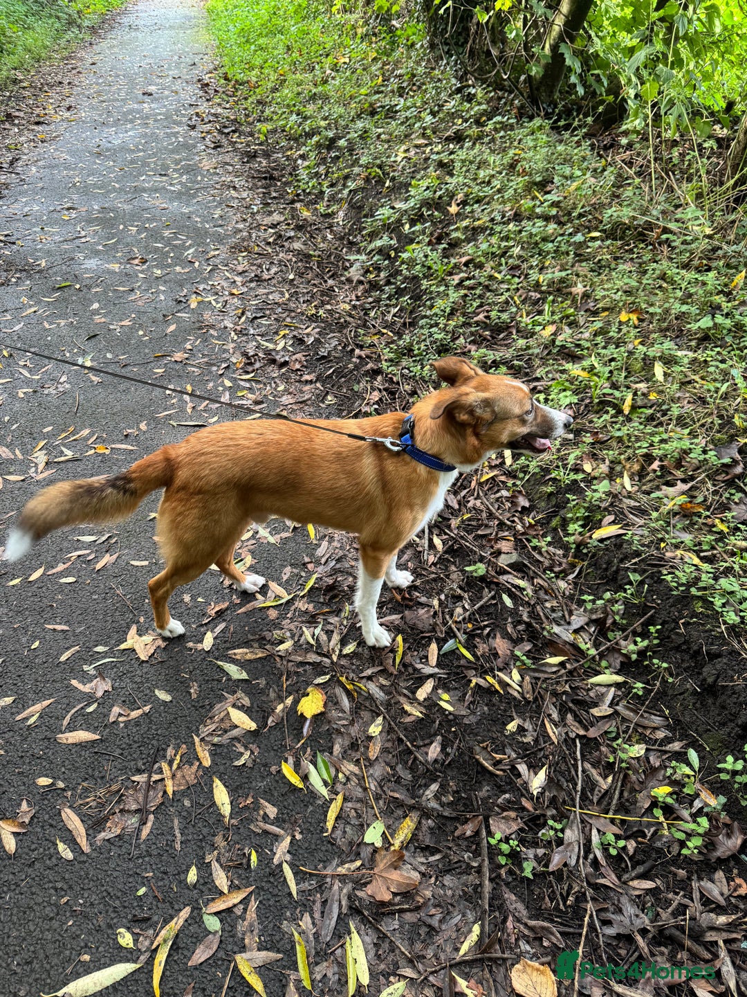 Welsh Collie dogs for sale: 4 year old male Welsh collie - Image 4