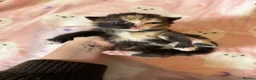 Mixed Breed cats for sale: 10 Beautiful chunky kittens for sale 🐾🎃👻 - Advert 9