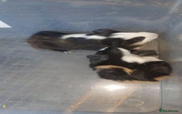 Guinea Pig rodents for sale: Guinea pigs for sale ready soon - Image 4