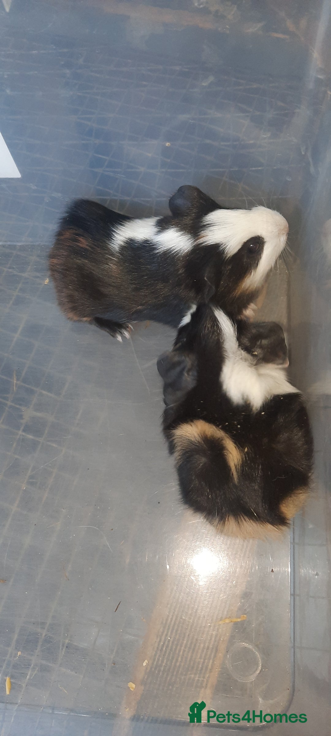 Guinea Pig rodents for sale: Guinea pigs for sale ready soon - Image 4
