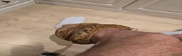Snake reptiles for sale:  Beautiful Female Sonoran Sigma Boa – CB23 - Advert 3