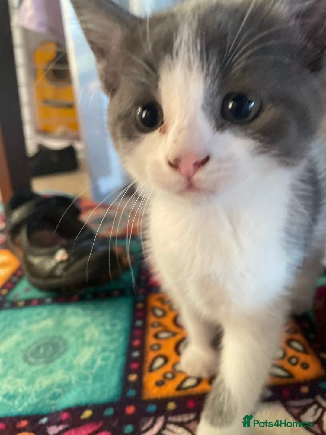British Shorthair cats for sale: 2 BSH available next week for their forever family - Image 9