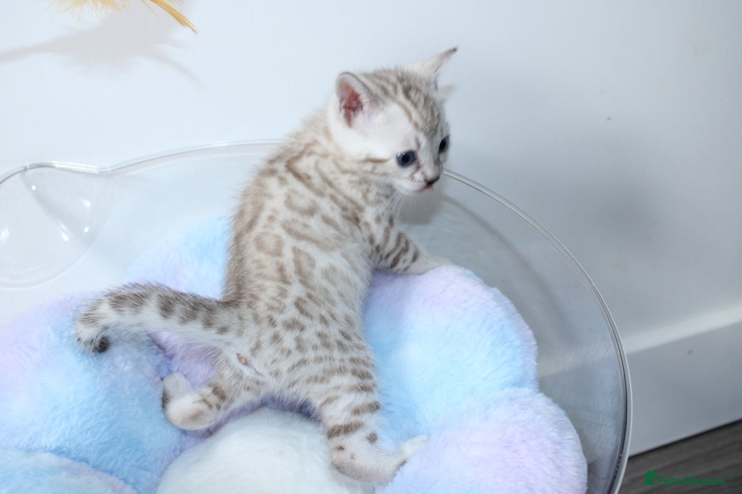 Bengal cats for sale: 😻OUTSTANDING SHOW BENGALS. SHOW WINNING PARENTS🏆 - Image 12