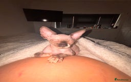 Sphynx cats for sale: Dobby… the dream sphynx kitten - Image 2