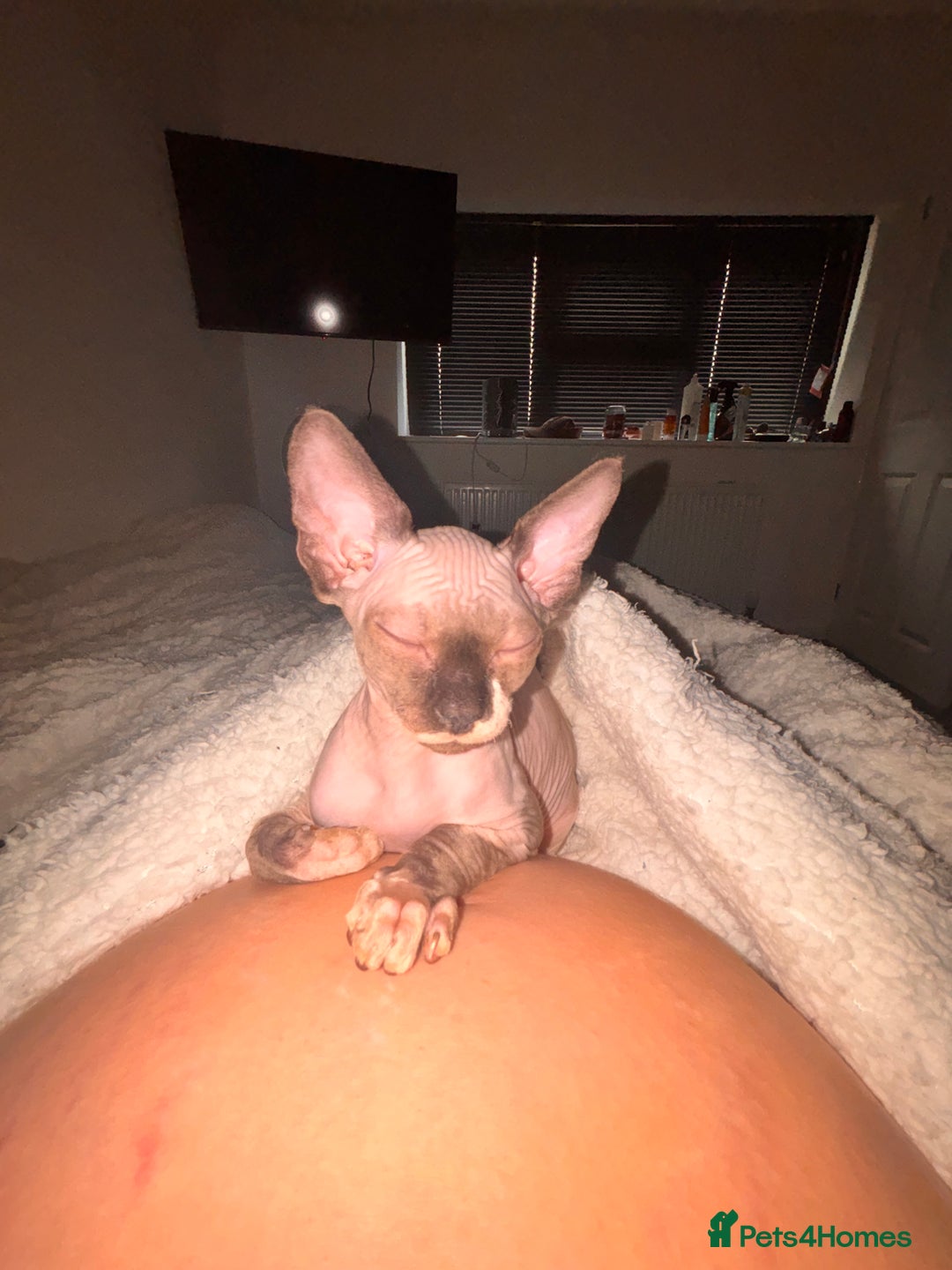 Sphynx cats for sale: Dobby… the dream sphynx kitten - Image 2
