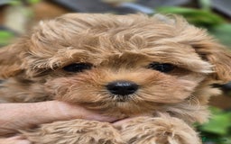 Maltipoo dogs for sale: Amazing TeddyBear Asian Korean Maltipoo puppies - Image 4