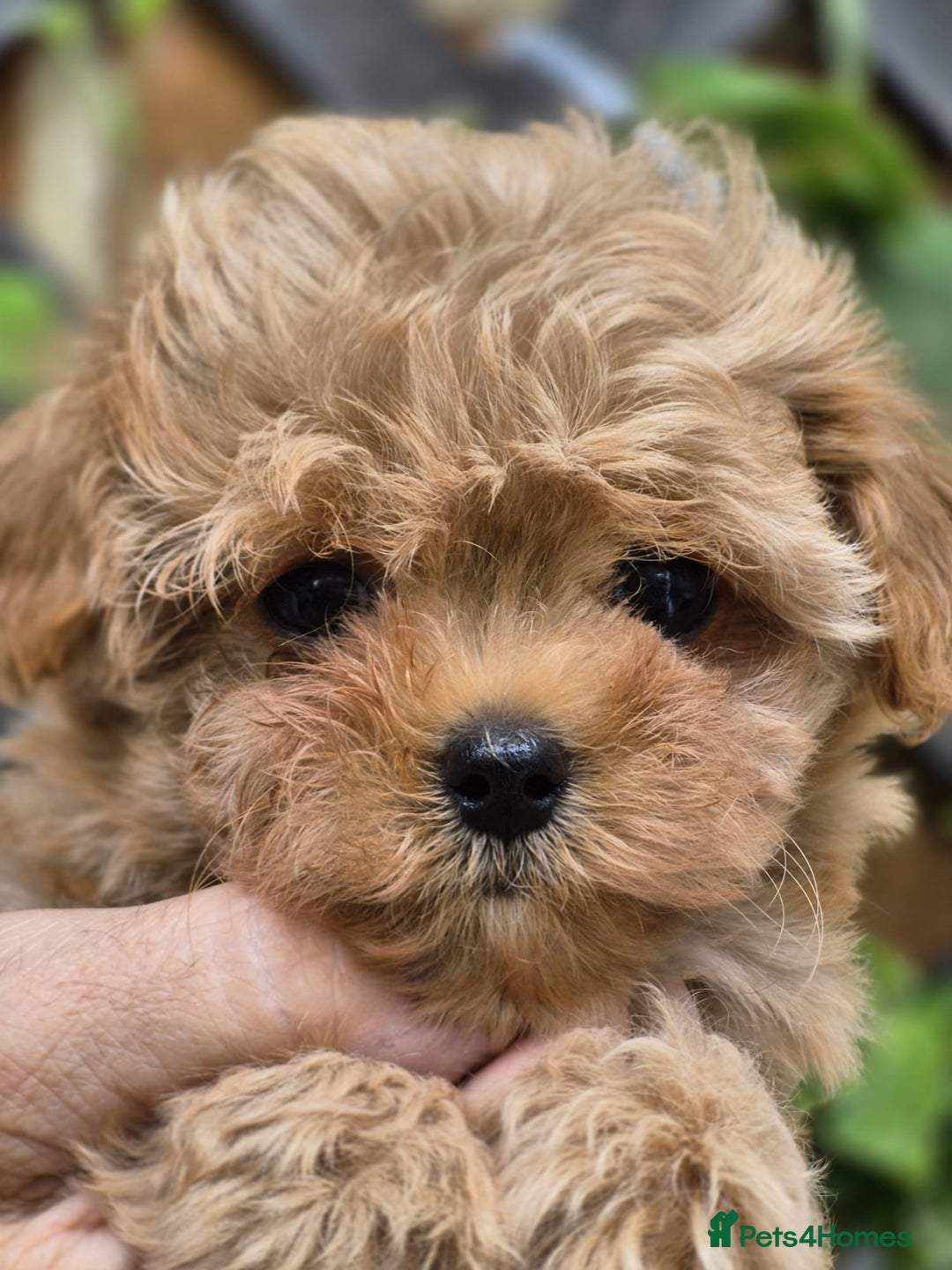 Maltipoo dogs for sale: Amazing TeddyBear Asian Korean Maltipoo puppies - Image 4