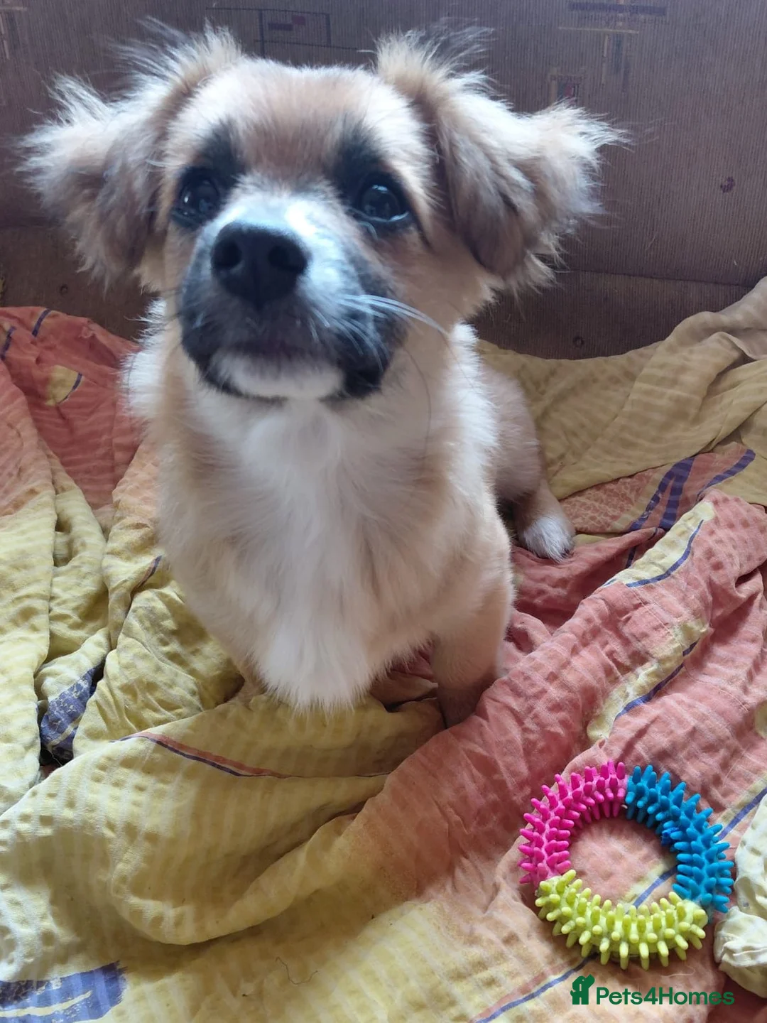 Mixed Breed dogs for adoption: 💛ZINA – The Tiny Miracle Who Refused to Give Up🐾 - Advert 1