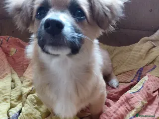 Mixed Breed dogs 💛ZINA – The Tiny Miracle Who Refused to Give Up🐾 - Advert 1