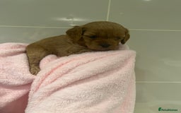 Cavapoo dogs for sale: 5⭐️ F1B Cavapoo’s - Image 23