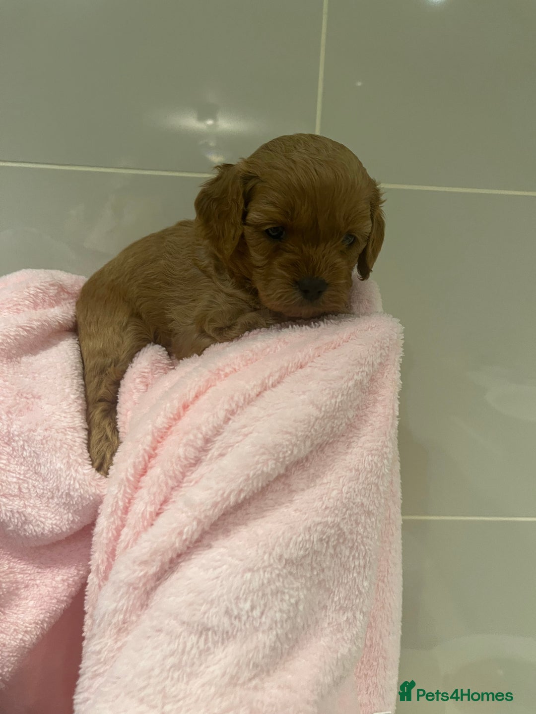Cavapoo dogs for sale: 5⭐️ F1B Cavapoo’s - Image 23