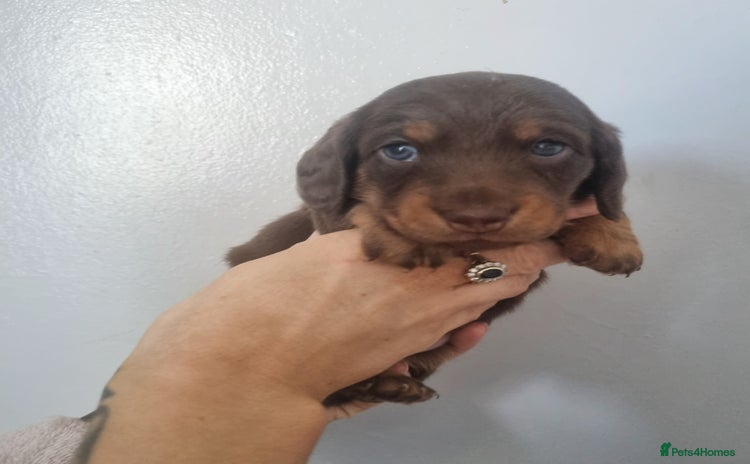 Miniature Dachshund dogs - Advert 15