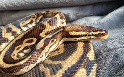 Python Snake reptiles for sale: Male Pastel Leopard Yellowbelly het Pied - Image 3