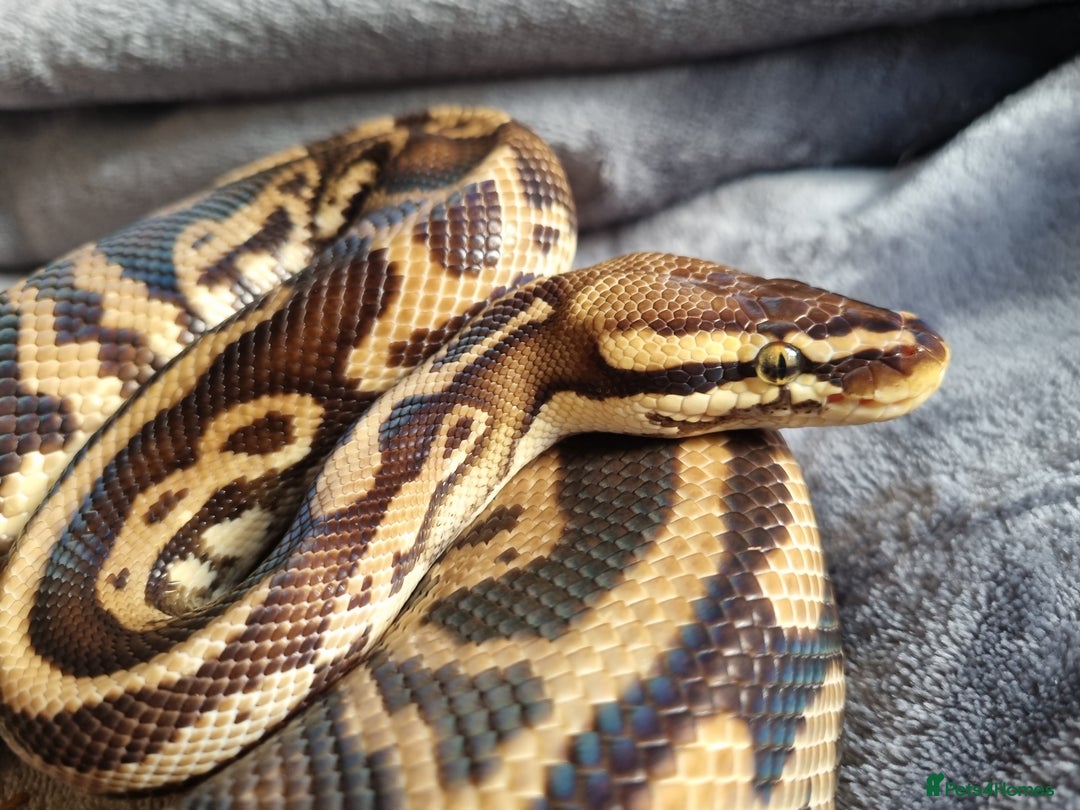 Python Snake reptiles for sale: Male Pastel Leopard Yellowbelly het Pied - Image 3