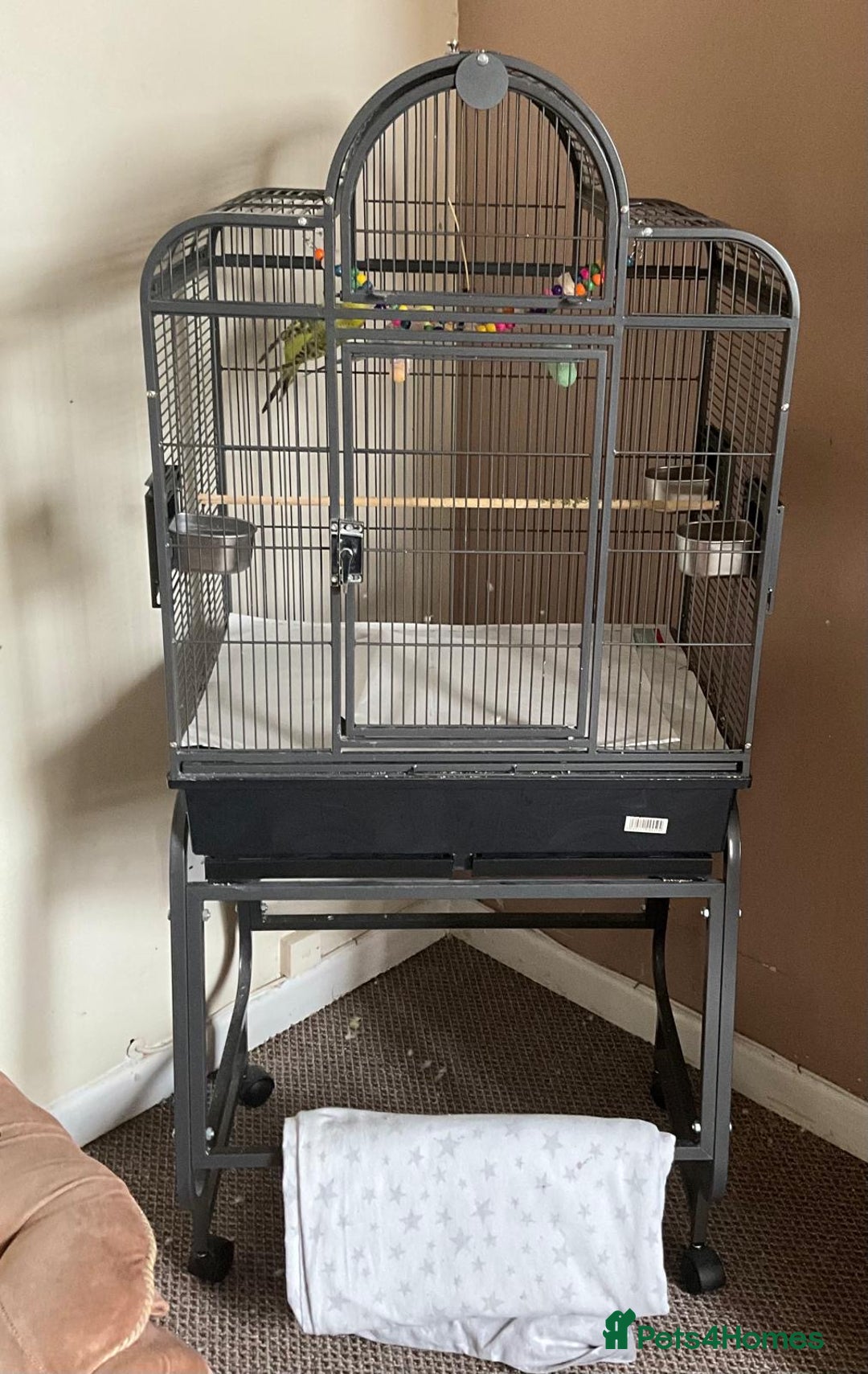Budgerigars birds for sale: Various Budgies for sale.  - Image 5