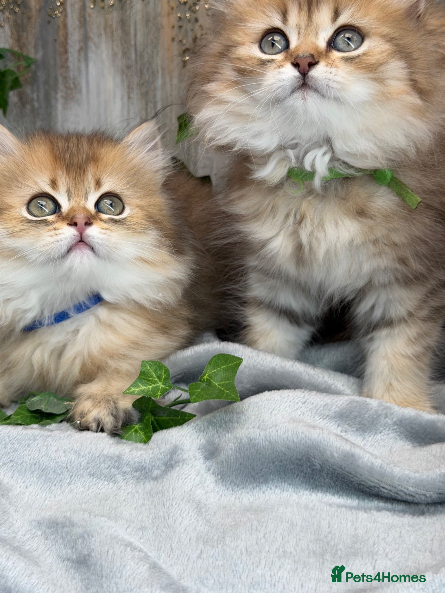 British Longhair cats British Longhair golden shaded kittens TICA - Advert 3