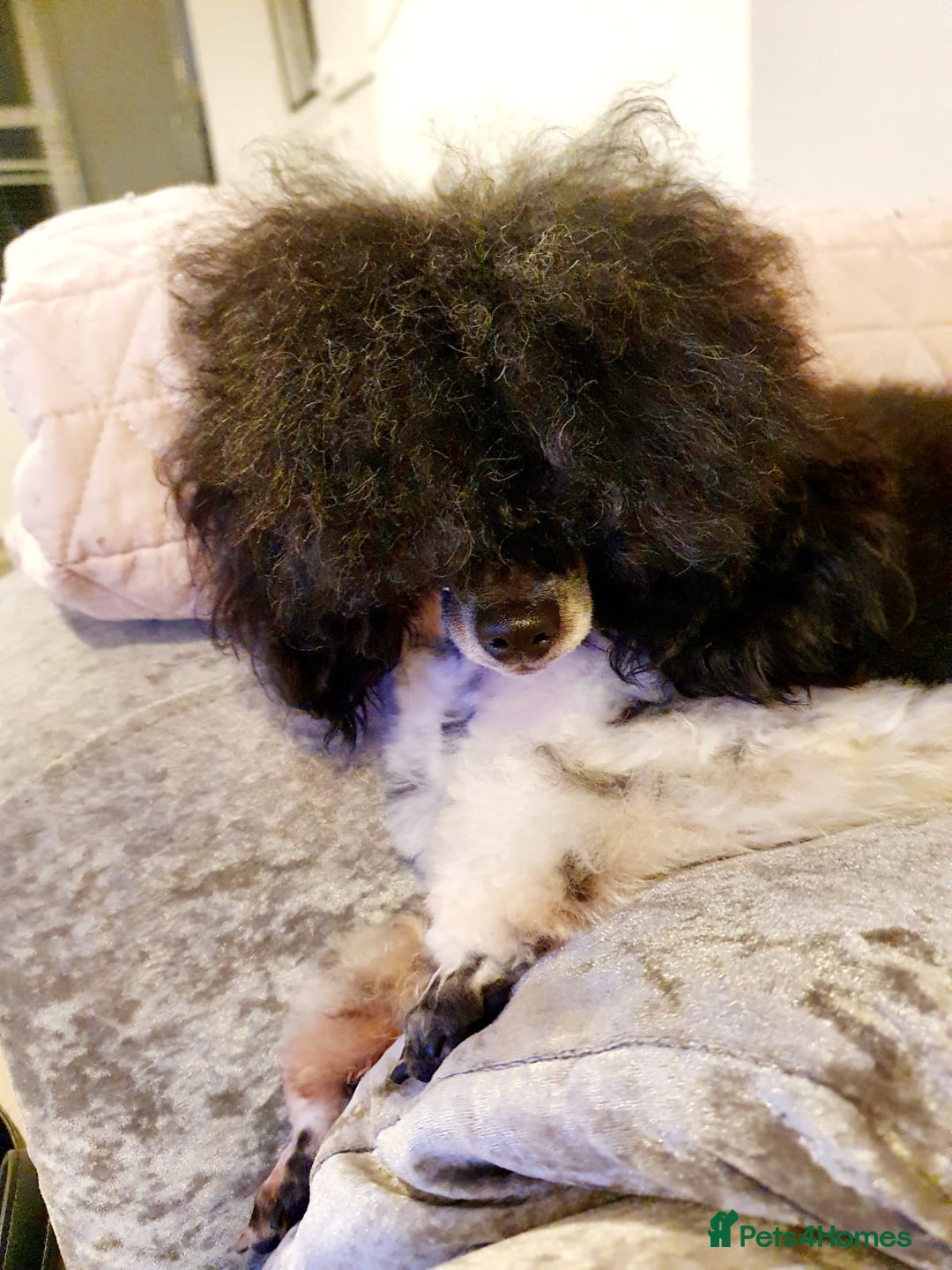 Toy Poodle dogs for sale: Exceptional toy poodles RESERVE LIST NOW OPEN! - Image 8