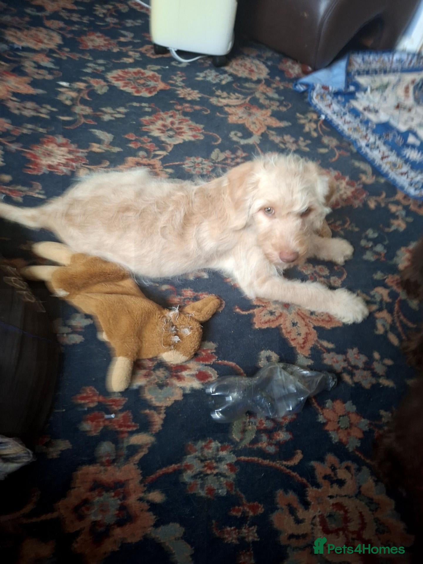 Labradoodle dogs FI LABRADOODLES MUST GO NOW - Advert 1