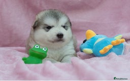 Alaskan Malamute dogs for sale: 🌟Beautiful pure malamutes💯 - Image 21