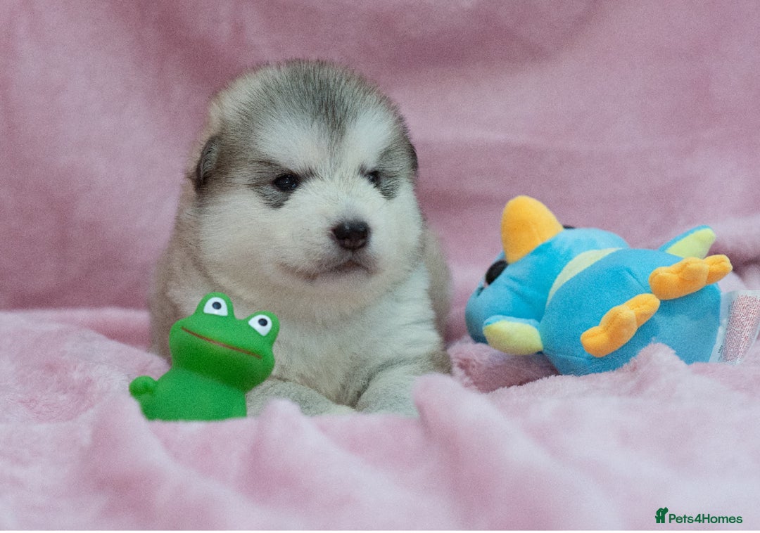 Alaskan Malamute dogs for sale: 🌟Beautiful pure malamutes💯 - Image 21